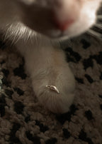 BRUISER'S TOOTH PENDANT