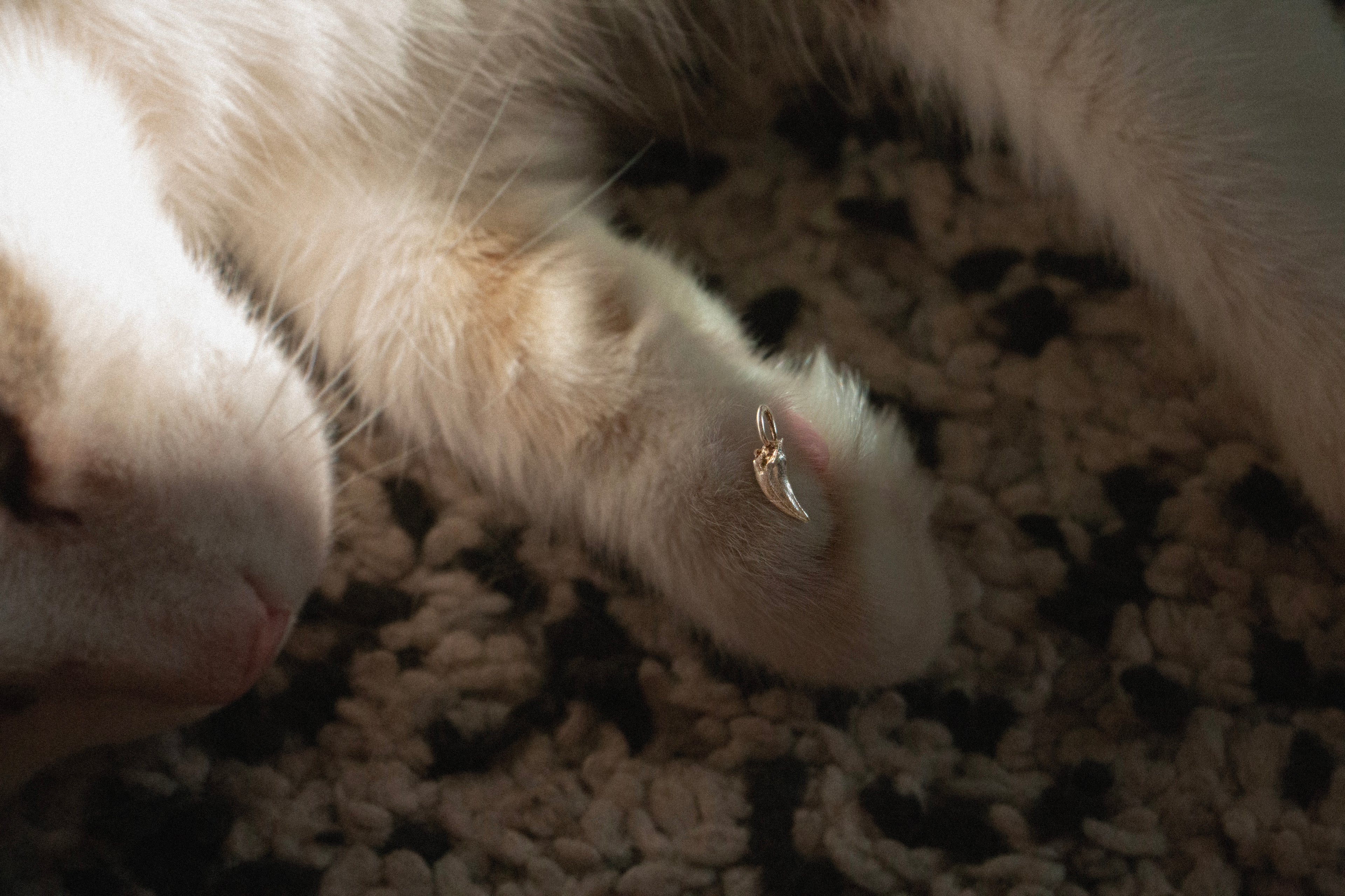 BRUISER'S TOOTH PENDANT